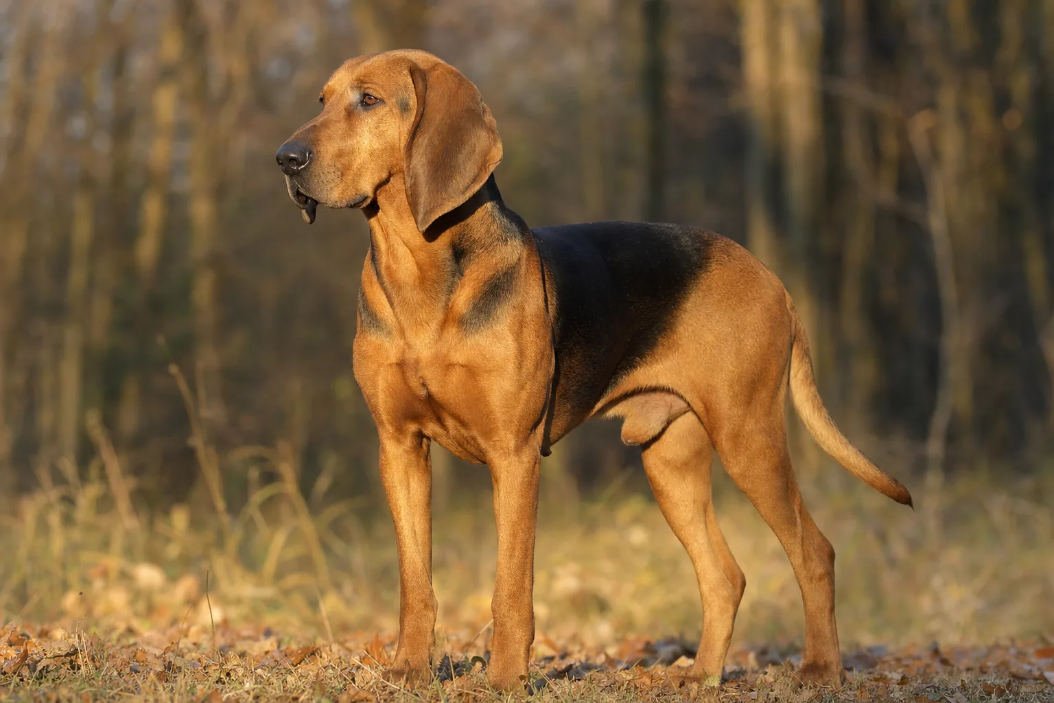 Chien Courant Serbe (robe fauve à roux avec un manteau (ou selle) noir sur le dos) adulte en extérieur