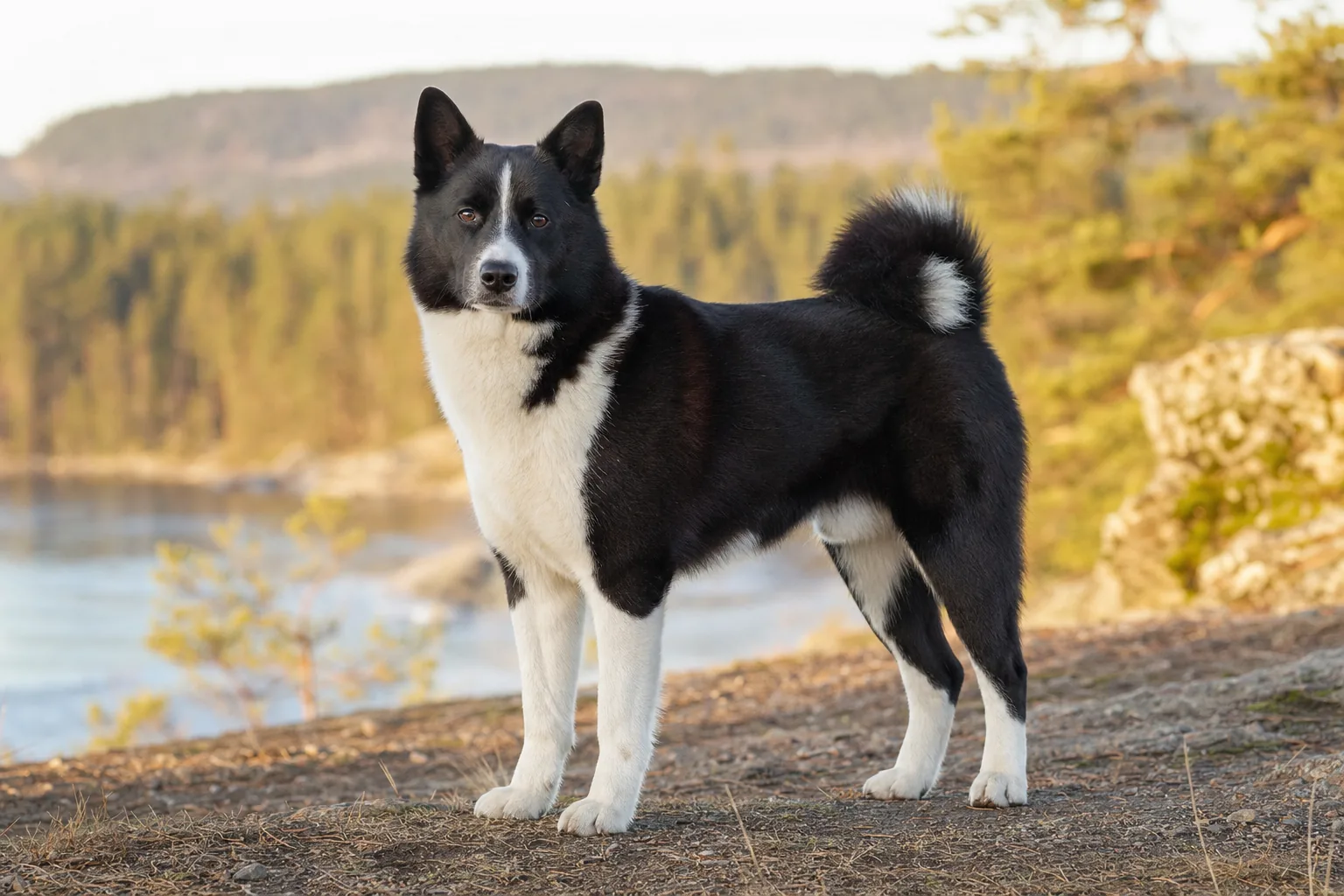 Chien d'Ours de Carélie (robe noir, souvent légèrement mat ou brunâtre, avec des marques blanches nettes sur la tête, le poitrail, le ventre et les membres) adulte en extérieur