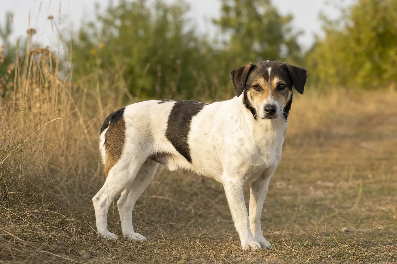 Chien de Ferme Dano-Suédois (robe blanc dominant avec taches (noir, brun, feu, bringé) réparties sur le corps et la tête) adulte en extérieur