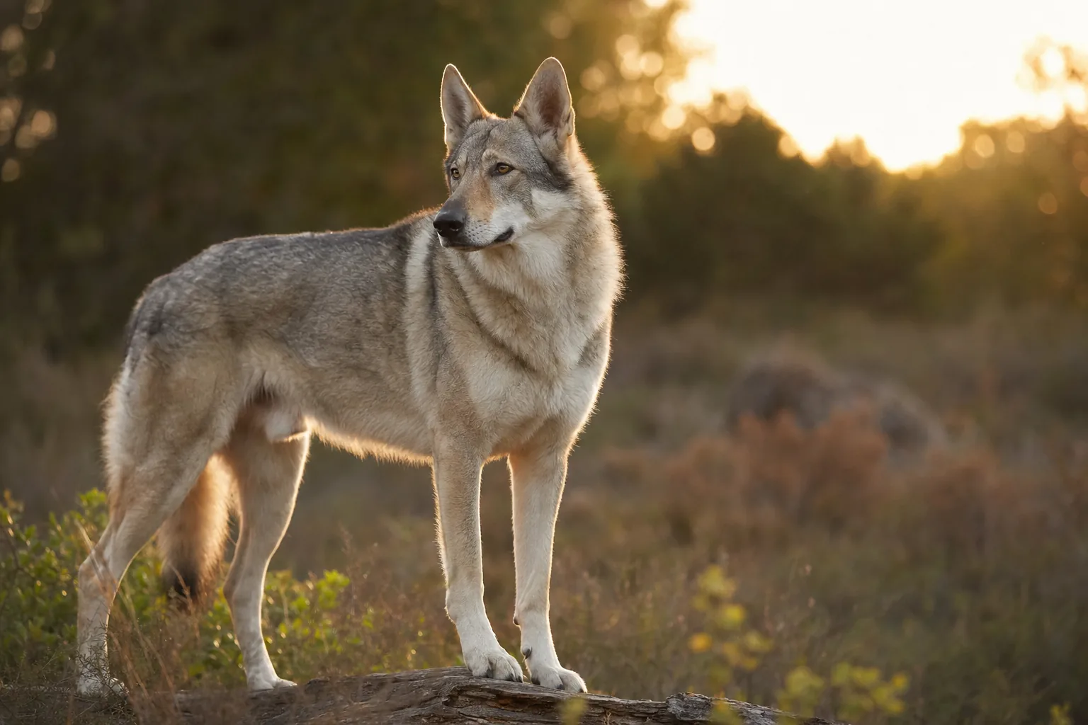 Chien-Loup de Saarloos (robe gris loup (agouti)) adulte en extérieur