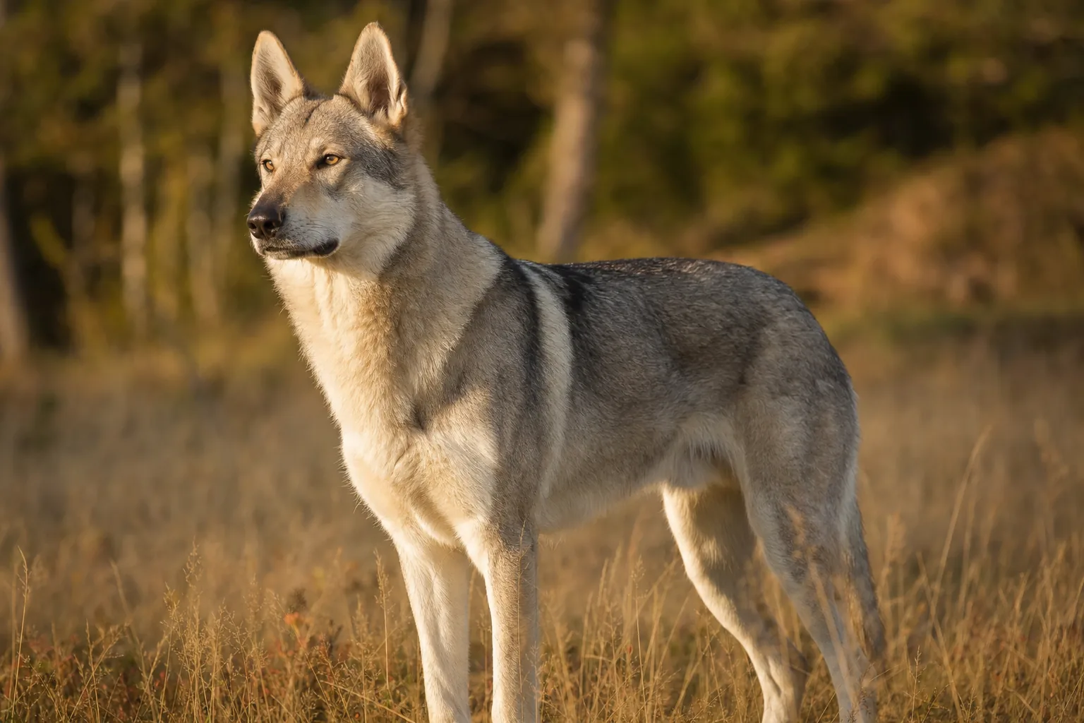Chien-Loup Tchécoslovaque (robe gris jaune à gris argent avec masque clair caractéristique) adulte en extérieur