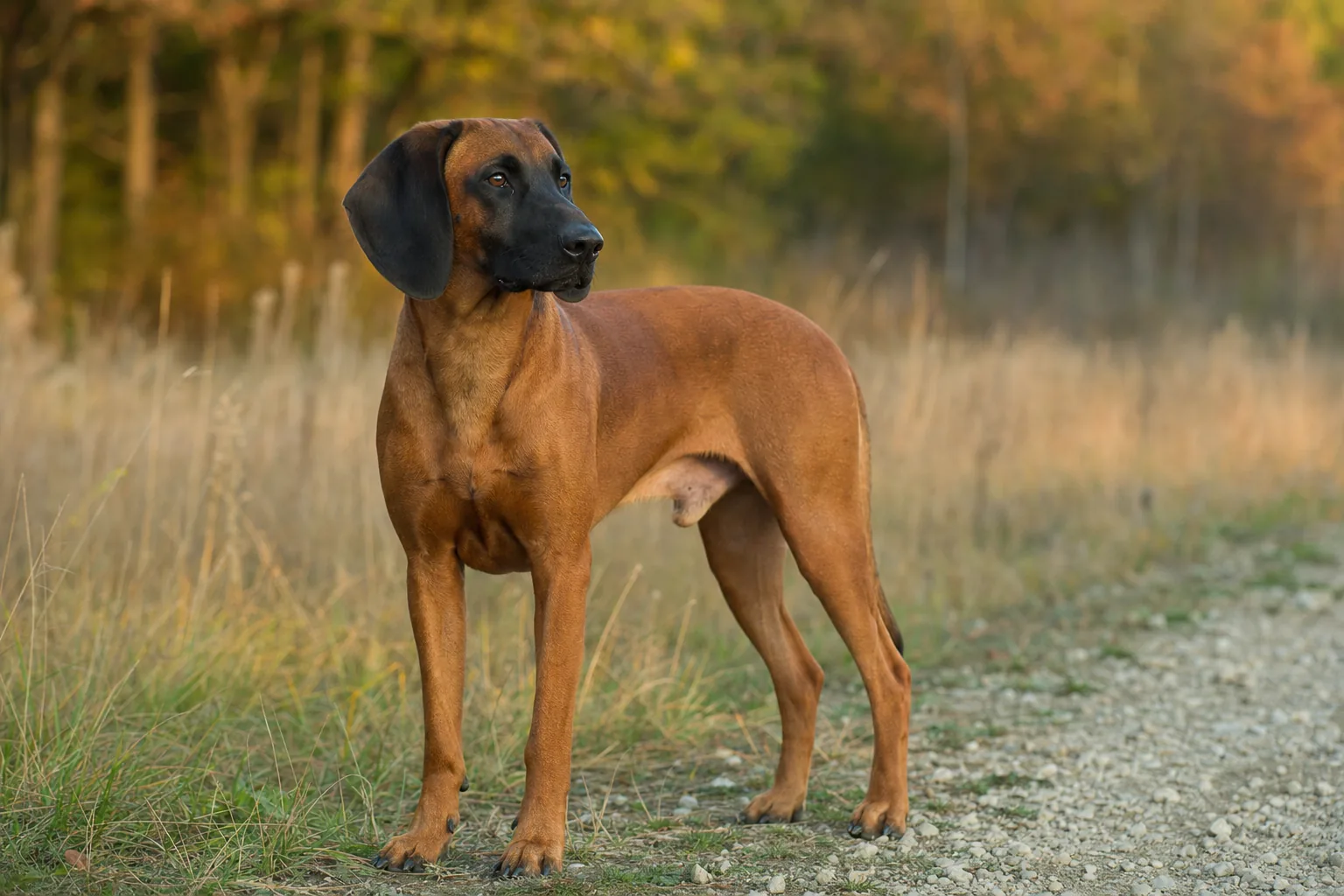 Chien de Rouge de Bavière (robe rouge cerf) adulte en extérieur