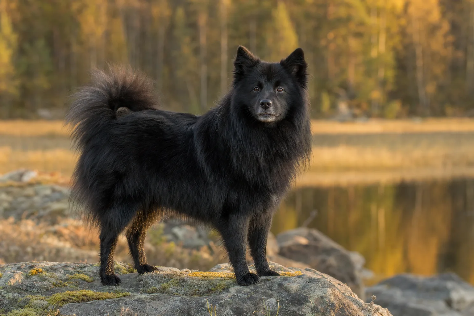 Chien Suédois de Laponie (robe noir) adulte en extérieur