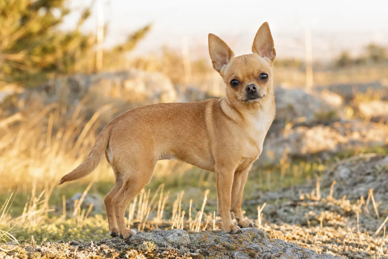 Chihuahua (robe fauve) adulte en extérieur