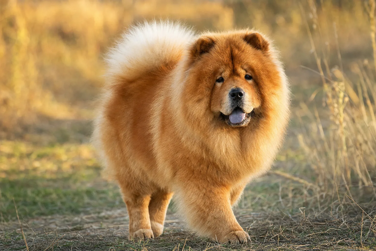Chow Chow (robe fauve (roux)) adulte en extérieur