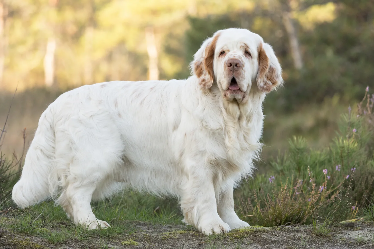 Clumber Spaniel (robe blanc avec des marques citron ou orange) adulte en extérieur