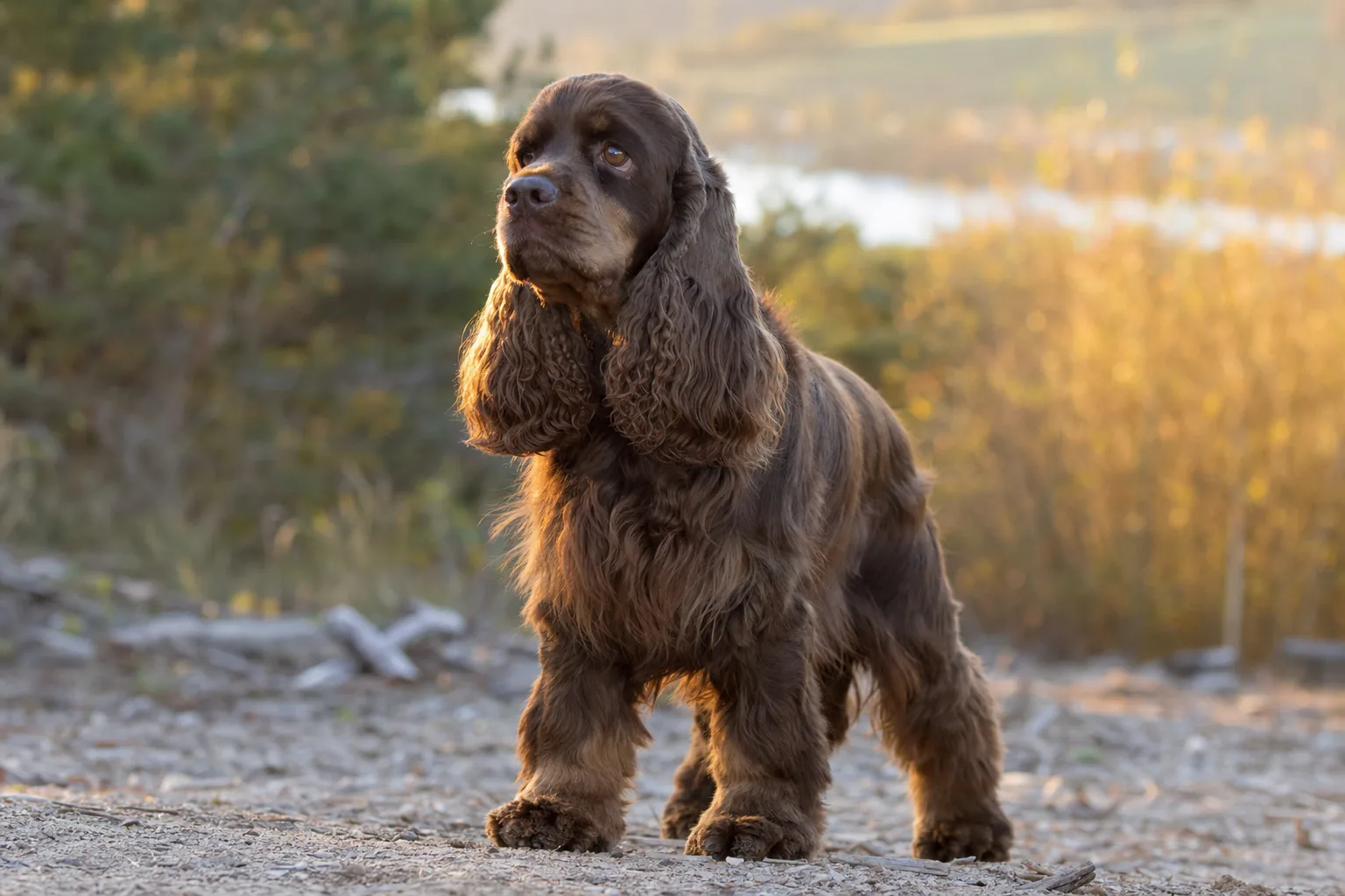 Cocker Spaniel Américain (robe unicolores (noir, fauve, brun)) adulte en extérieur