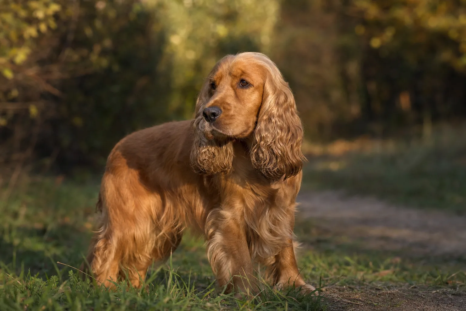 Cocker Spaniel Anglais (robe unicolores (noir, fauve, foie)) adulte en extérieur