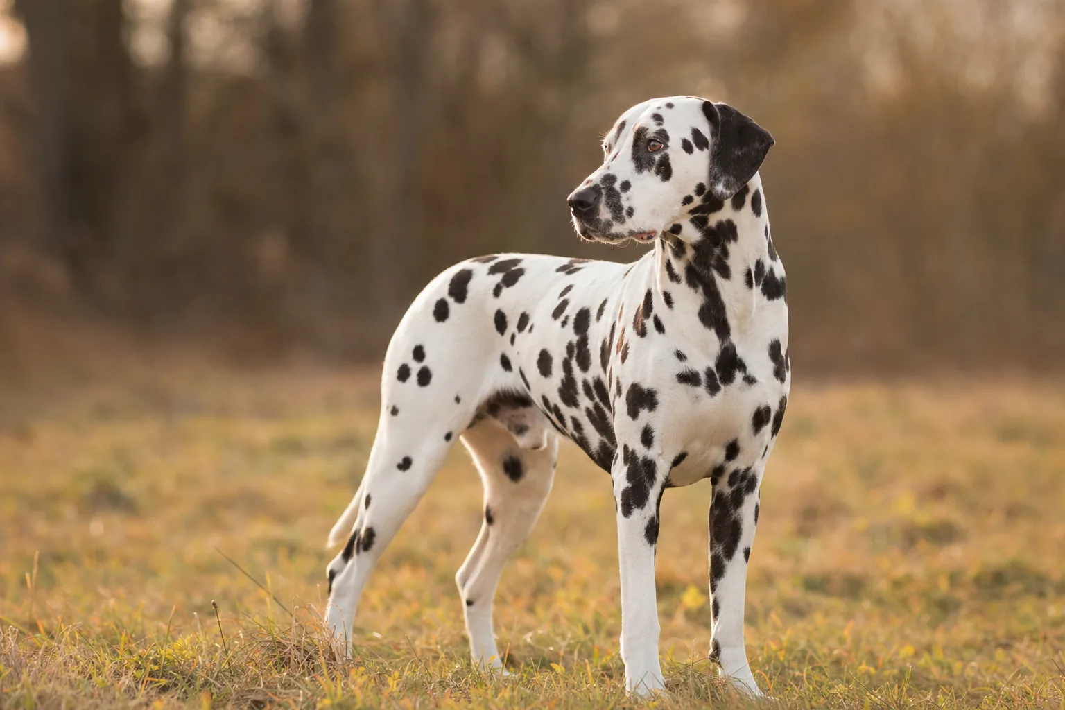 Dalmatien (robe blanc à taches noires bien réparties) adulte en extérieur
