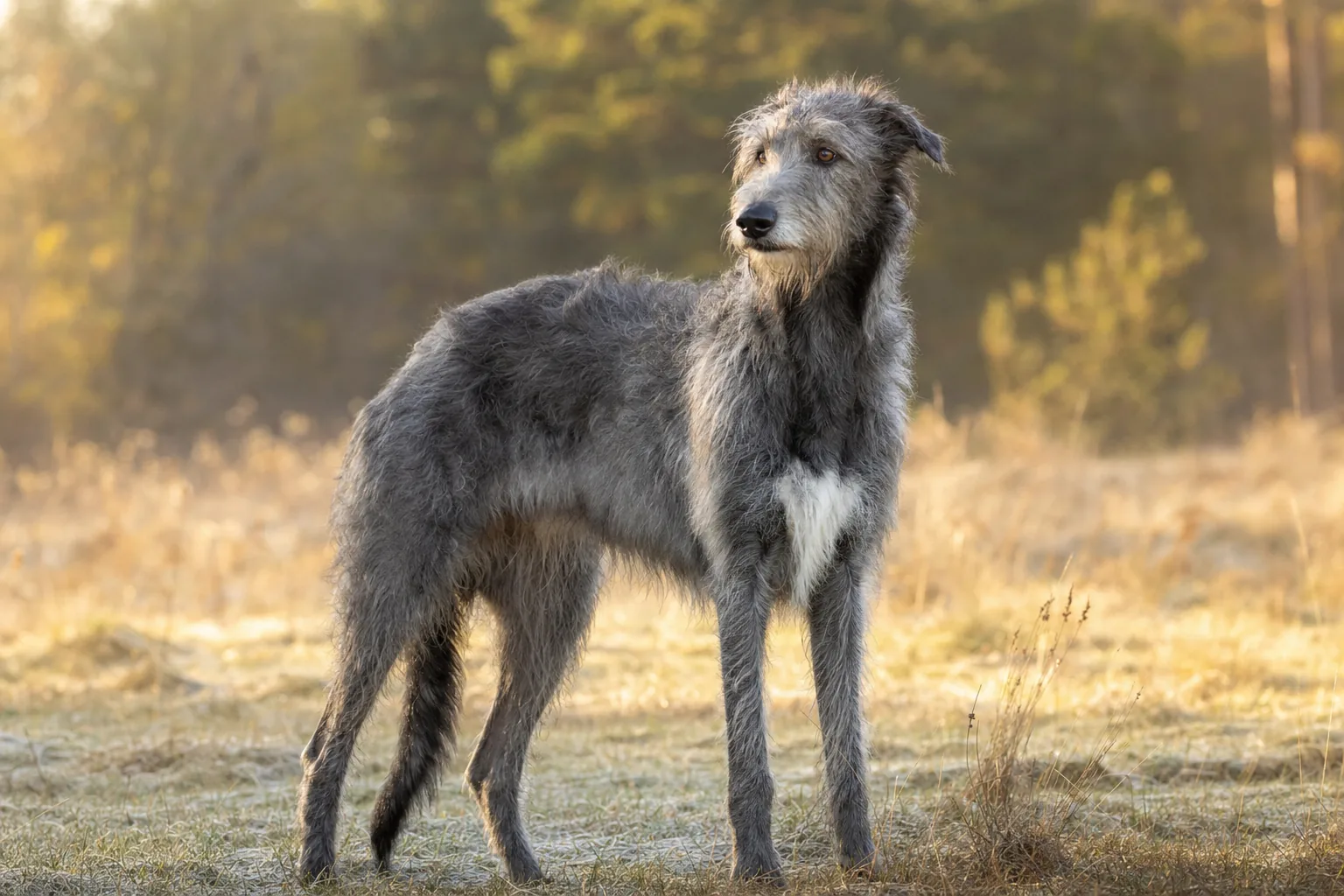Deerhound (robe gris-bleu (recherché), gris, bringé, fauve, jaune, souvent avec des marques plus sombres) adulte en extérieur