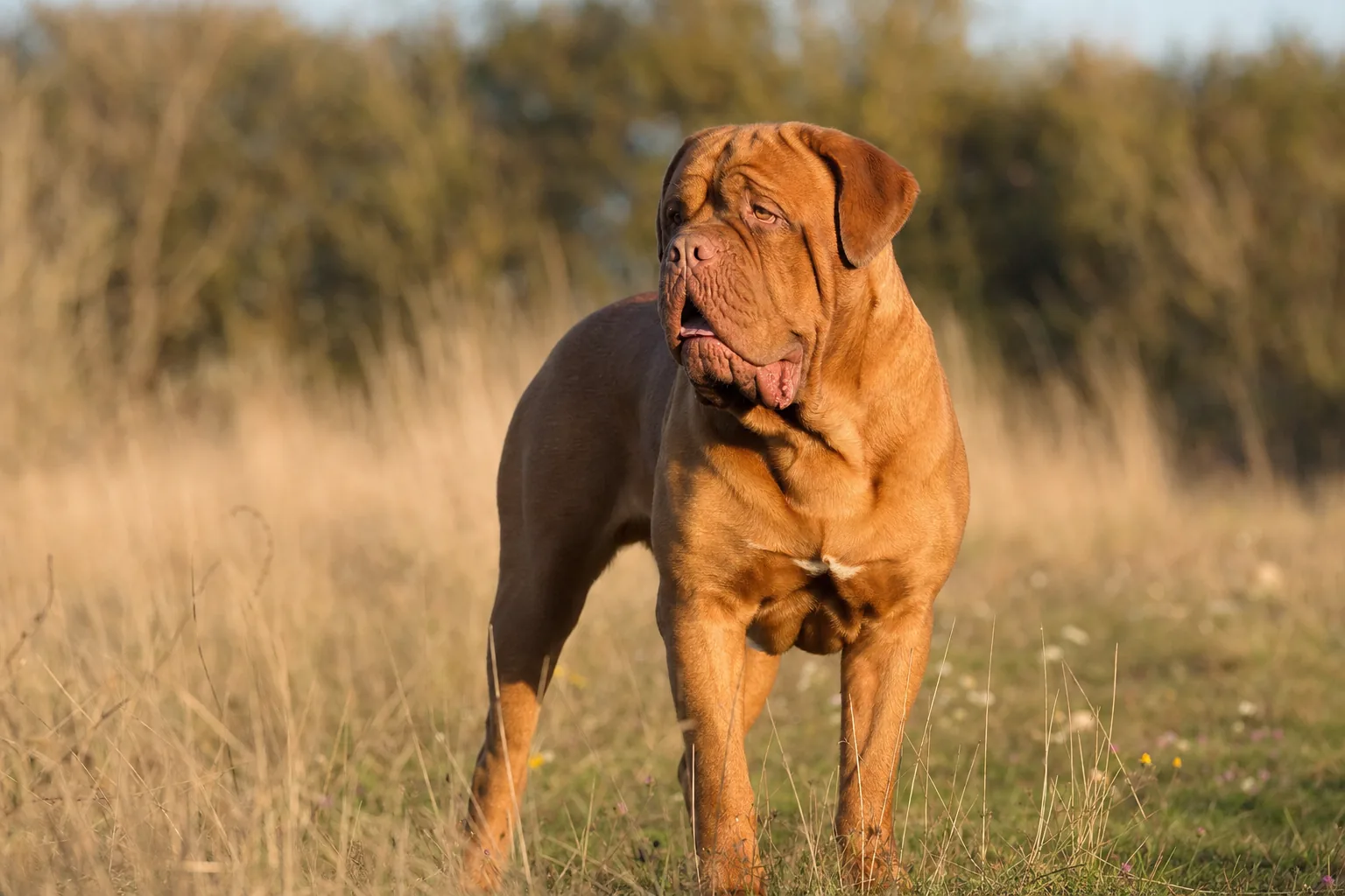 Dogue de Bordeaux (robe fauve (de l'acajou à l'isabelle)) adulte en extérieur