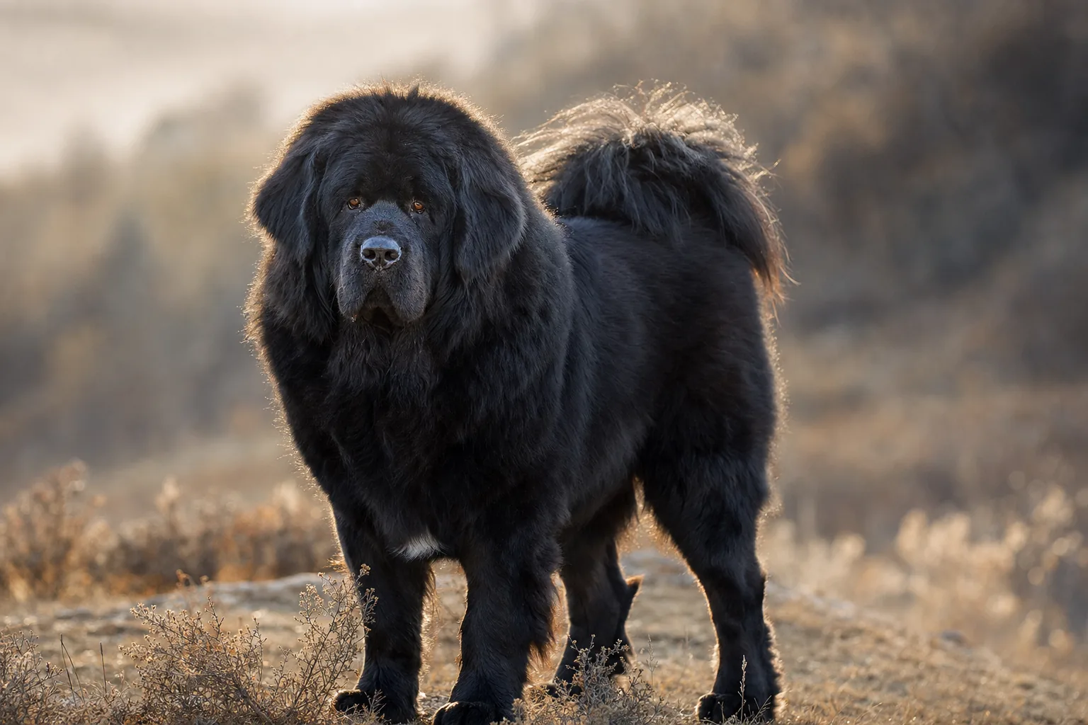 Dogue du Tibet (robe noir) adulte en extérieur