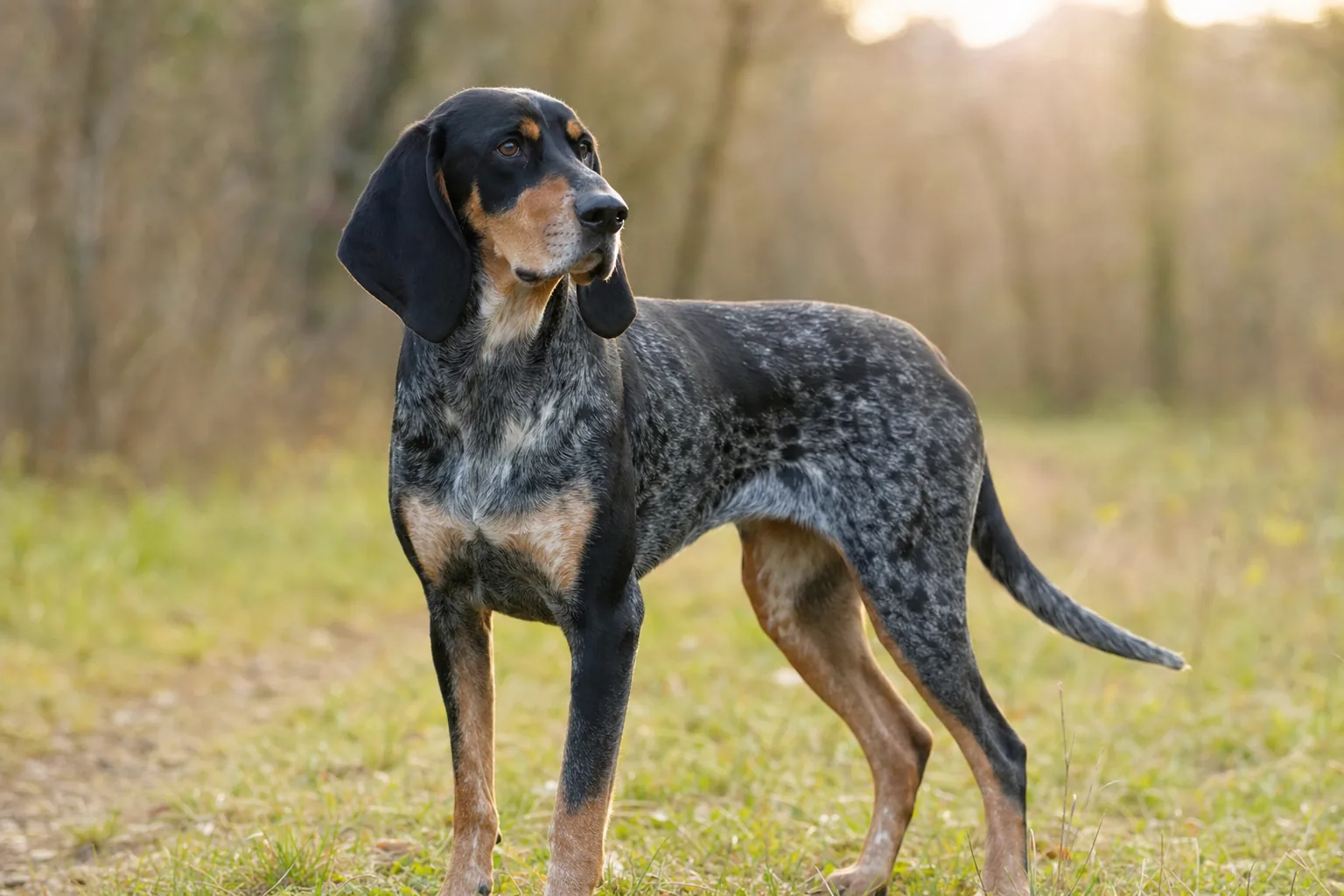 Chien Courant de Dunker (robe noir ou bleu marbré (merle), avec marques feu et blanches) adulte en extérieur