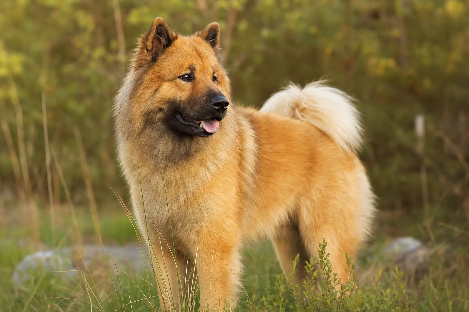 Eurasier (robe fauve) adulte en extérieur