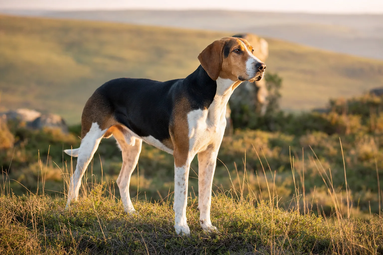 Foxhound Anglais (robe tricolore (noir, blanc, feu)) adulte en extérieur