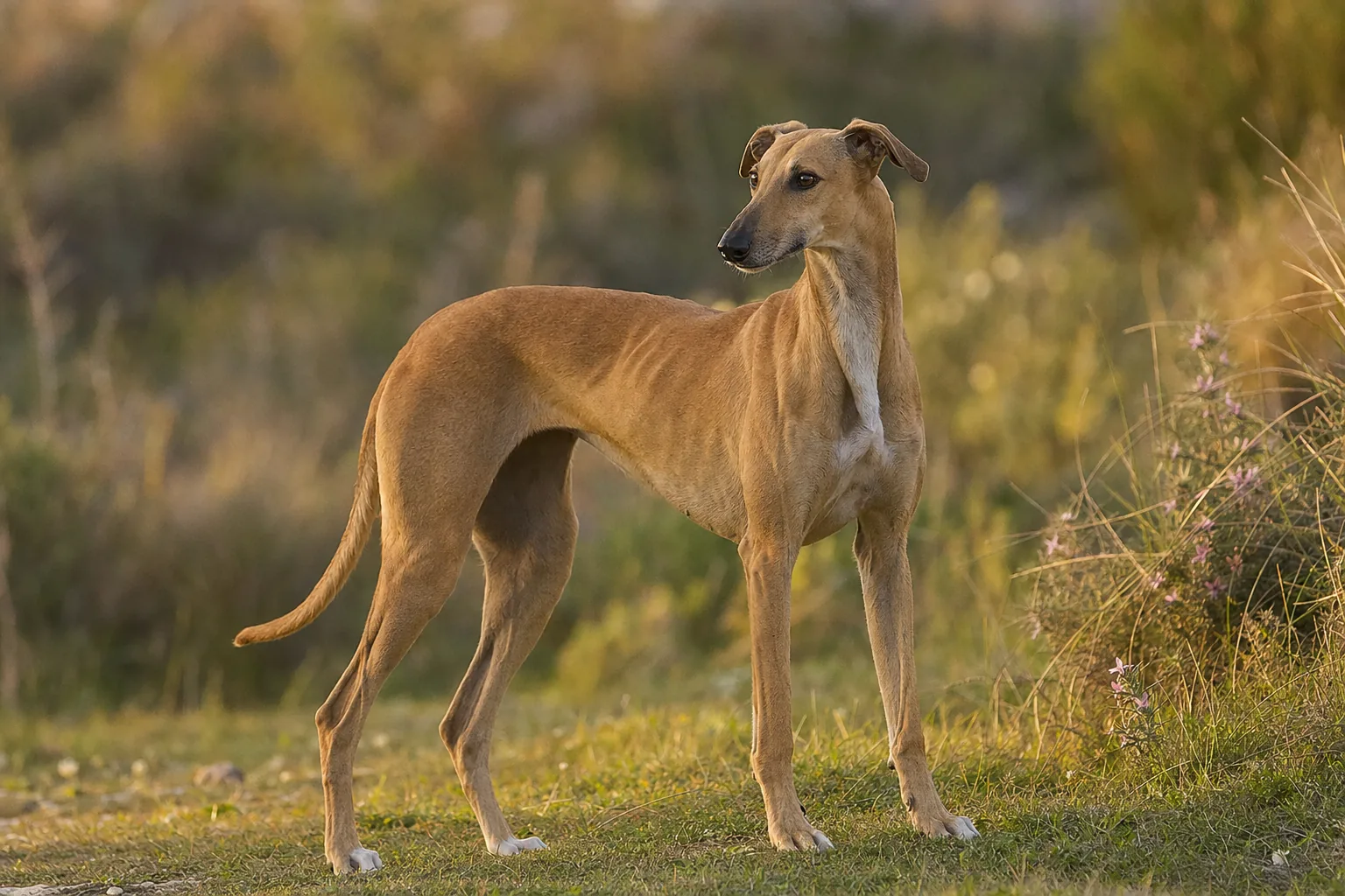 Galgo Espagnol (robe nombreuses teintes admises, fauve, sable, bringé, noir, cannelle, avec ou sans blanc) adulte en extérieur
