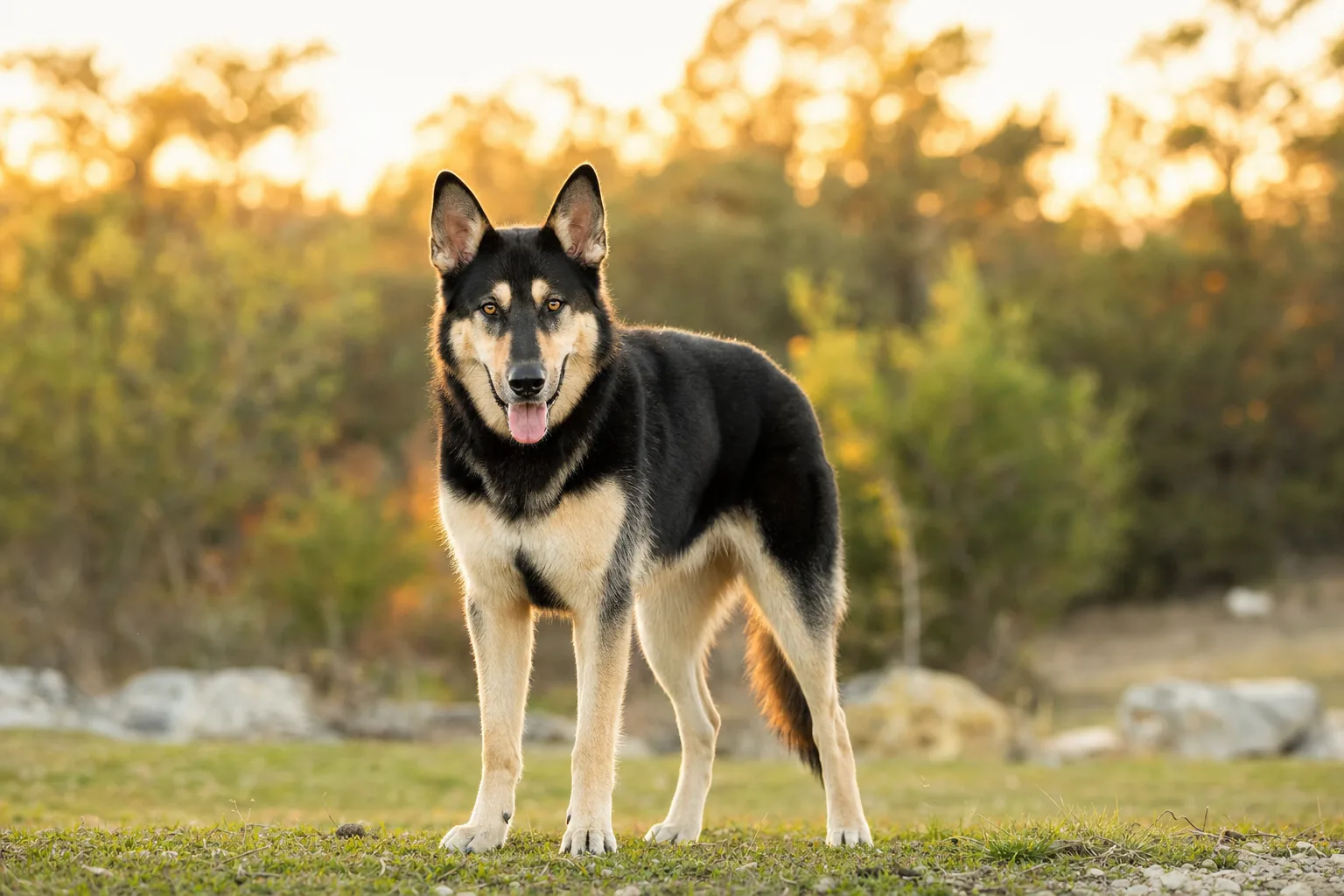 Gerberian Shepsky (robe noir et feu) adulte en extérieur
