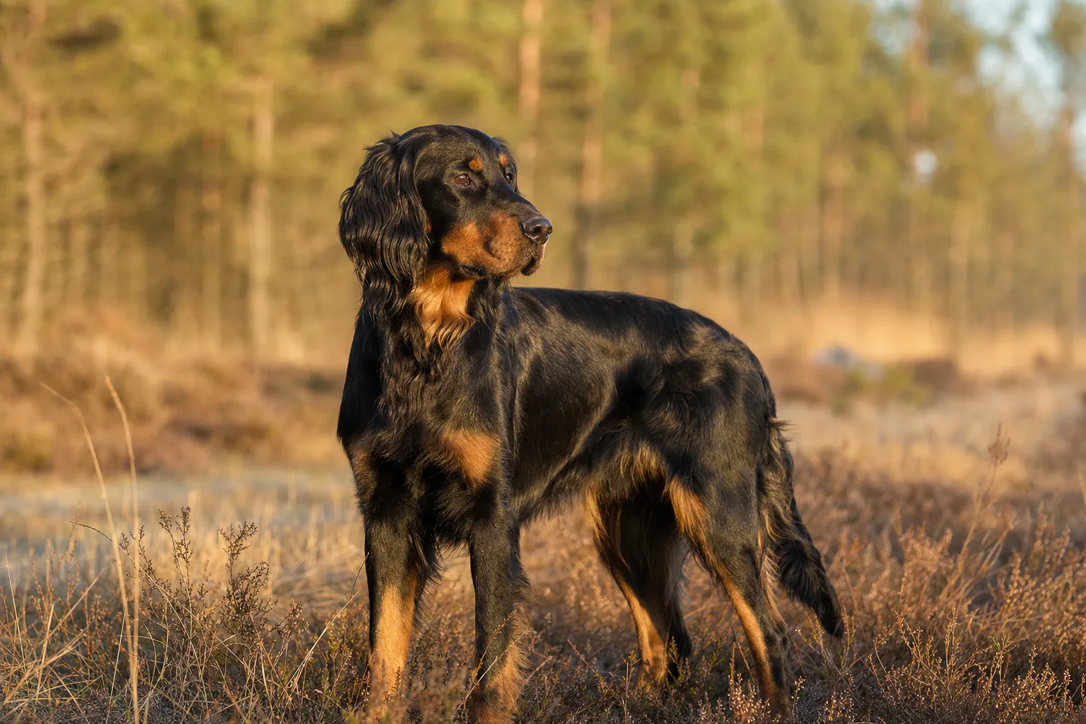 Chien de Chasse Polonais (robe noir et feu) adulte en extérieur