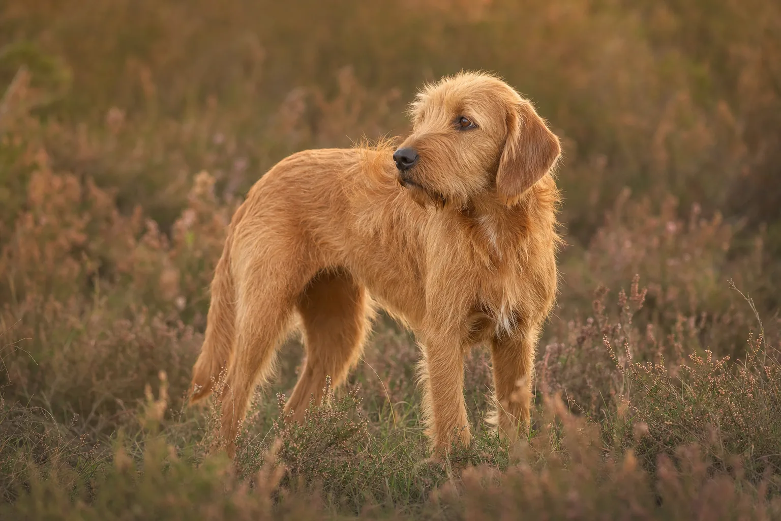 Griffon Fauve de Bretagne (robe fauve, du blond doré au rouge brique) adulte en extérieur