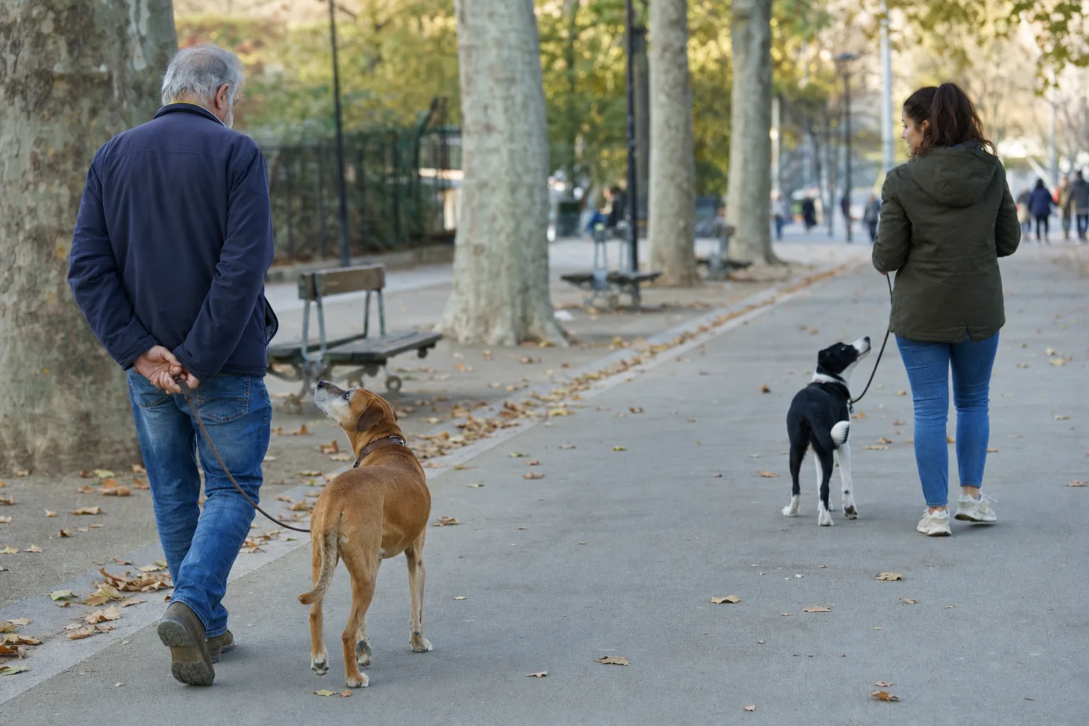 Sur une allée de parc bordée de platanes en automne, un homme aux cheveux blancs promène un vieux chien roux et une jeune femme un jeune chien noir et blanc, à quelques mètres l’un de l’autre, chaque chien levant la tête vers son maître