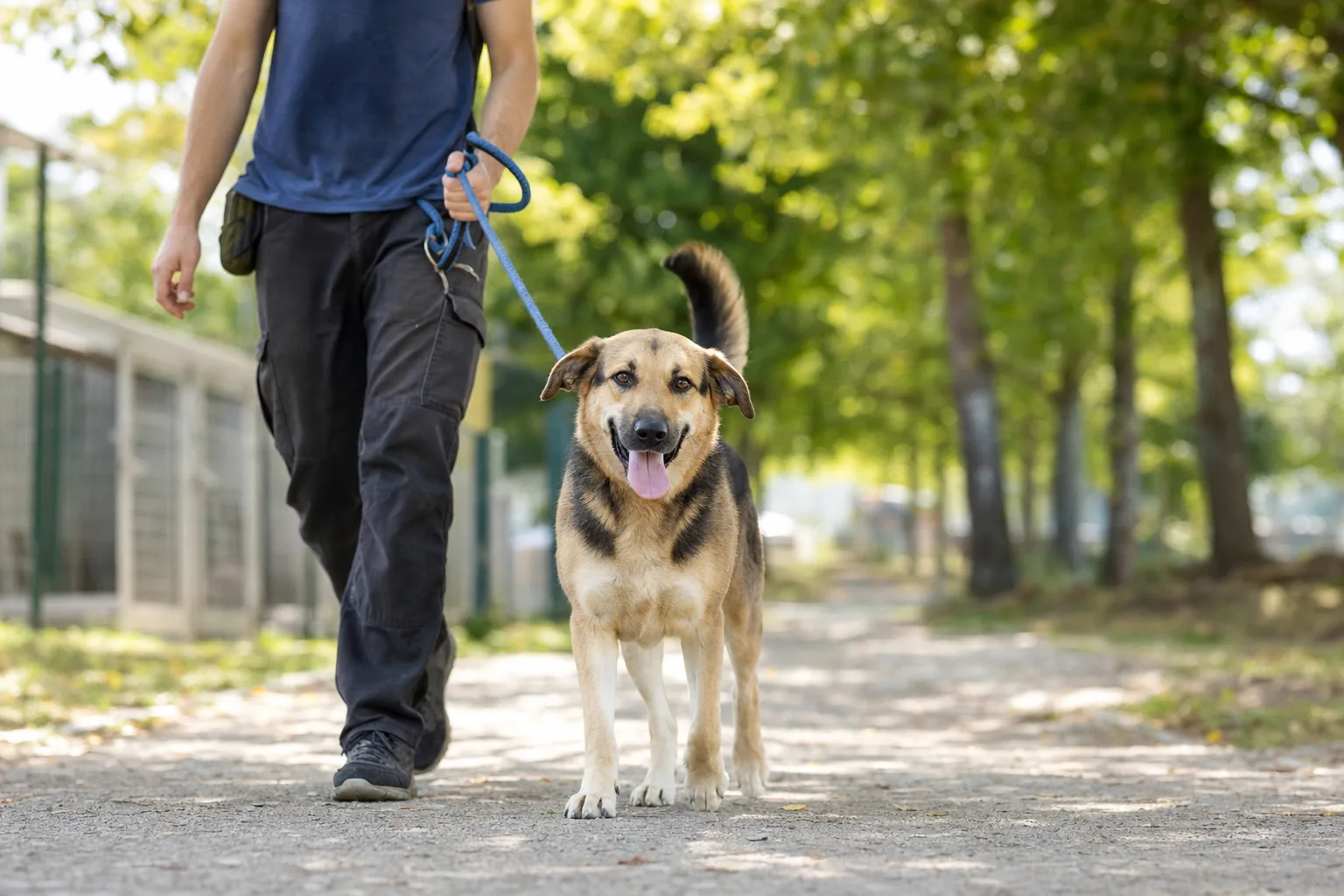 Bénévole promenant un chien de refuge en laisse