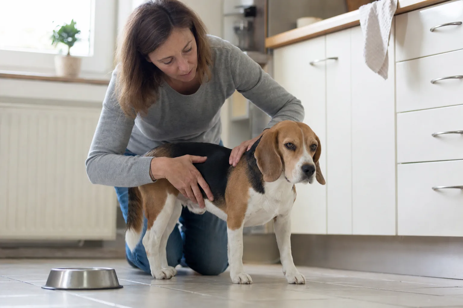 Femme agenouillée sur le carrelage d’une cuisine qui pose les mains sur les flancs d’un beagle tricolore pour sentir ses côtes, gamelle en inox vide au sol