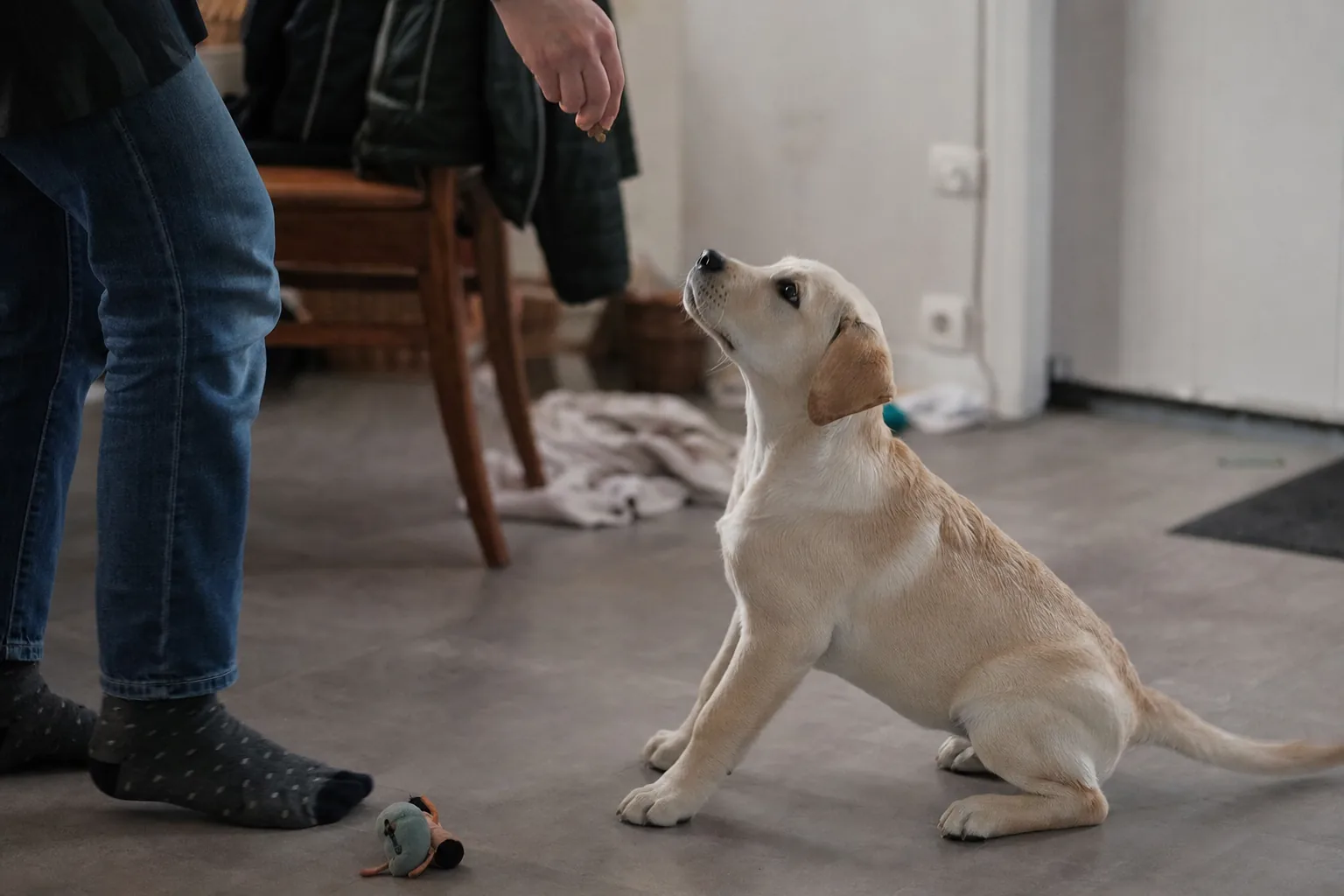 Jeune labrador qui s’assied en suivant une friandise tenue au-dessus de sa tête