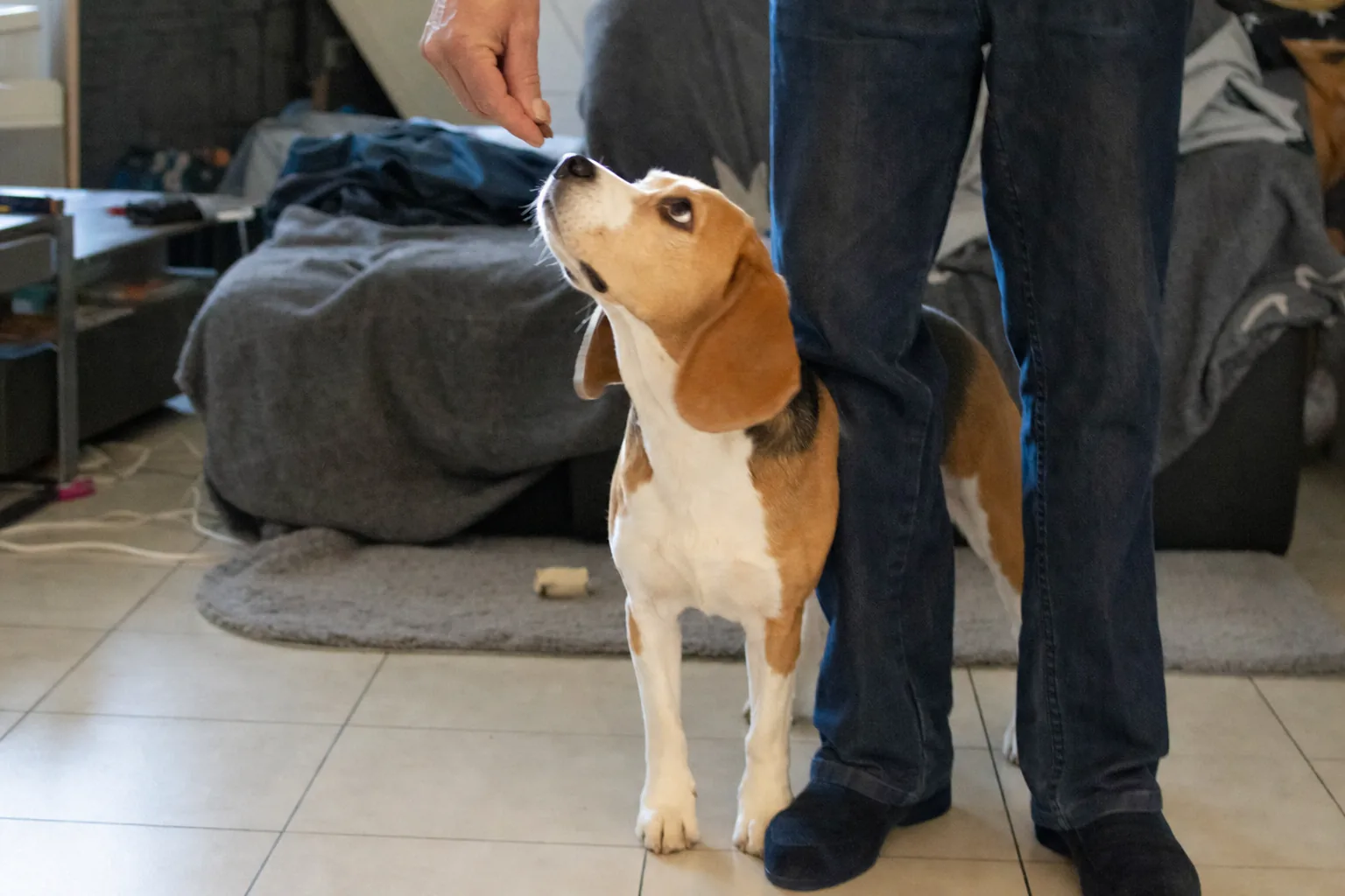 Beagle qui se place contre la jambe d’une personne dans un salon, regard levé vers la friandise