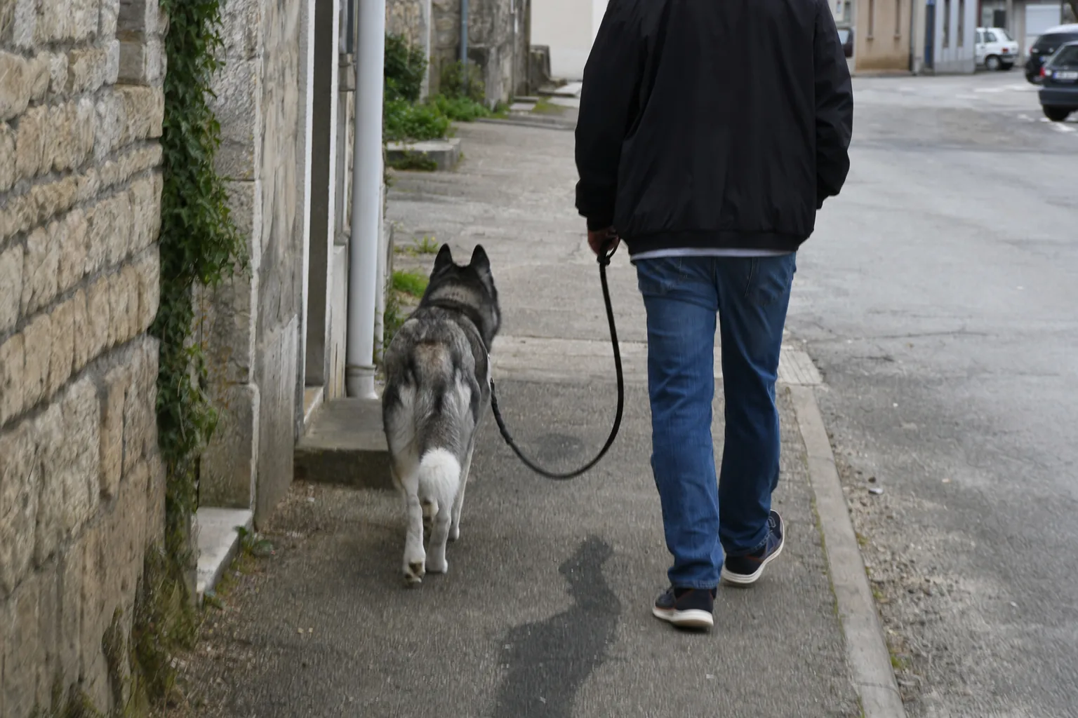 Husky sibérien qui marche au pied, laisse détendue, à côté de son maître vu de dos