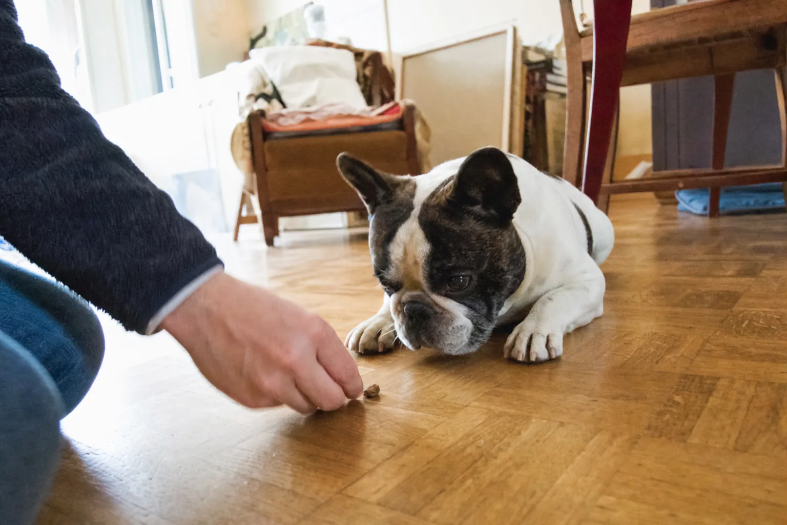 Bouledogue français qui se couche en suivant du nez une friandise posée au sol