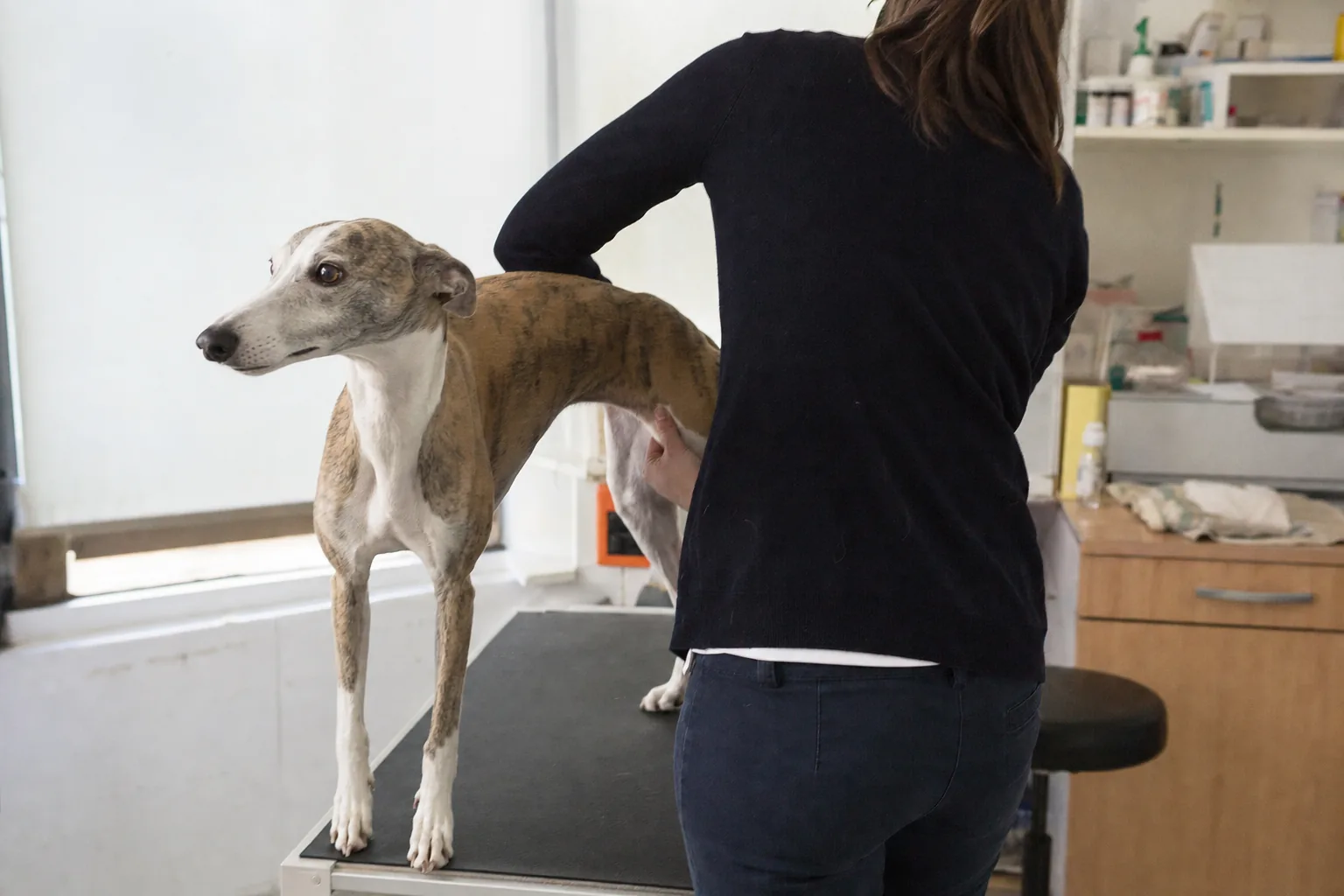 Whippet sur une table d’examen pendant qu’une vétérinaire vue de dos palpe sa hanche