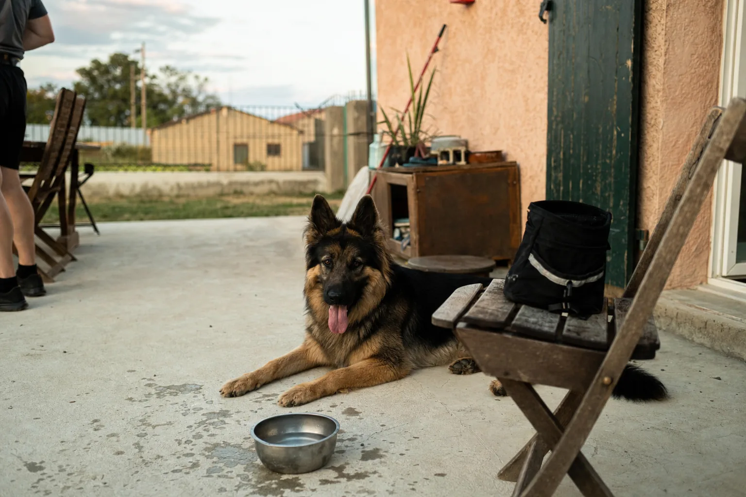 Berger allemand allongé détendu sur une terrasse à côté d’une gamelle d’eau