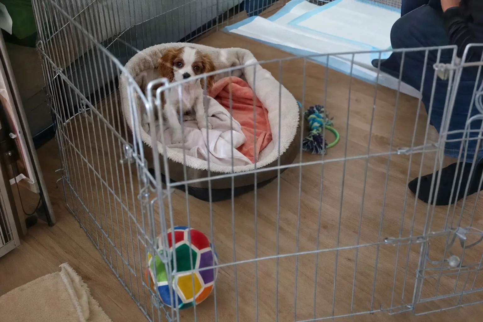 Chiot cavalier king charles dans un panier à l’intérieur d’un parc à chiot grillagé dans une cuisine