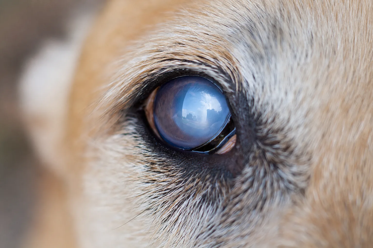 Gros plan sur l'œil voilé d'un chien atteint de cataracte