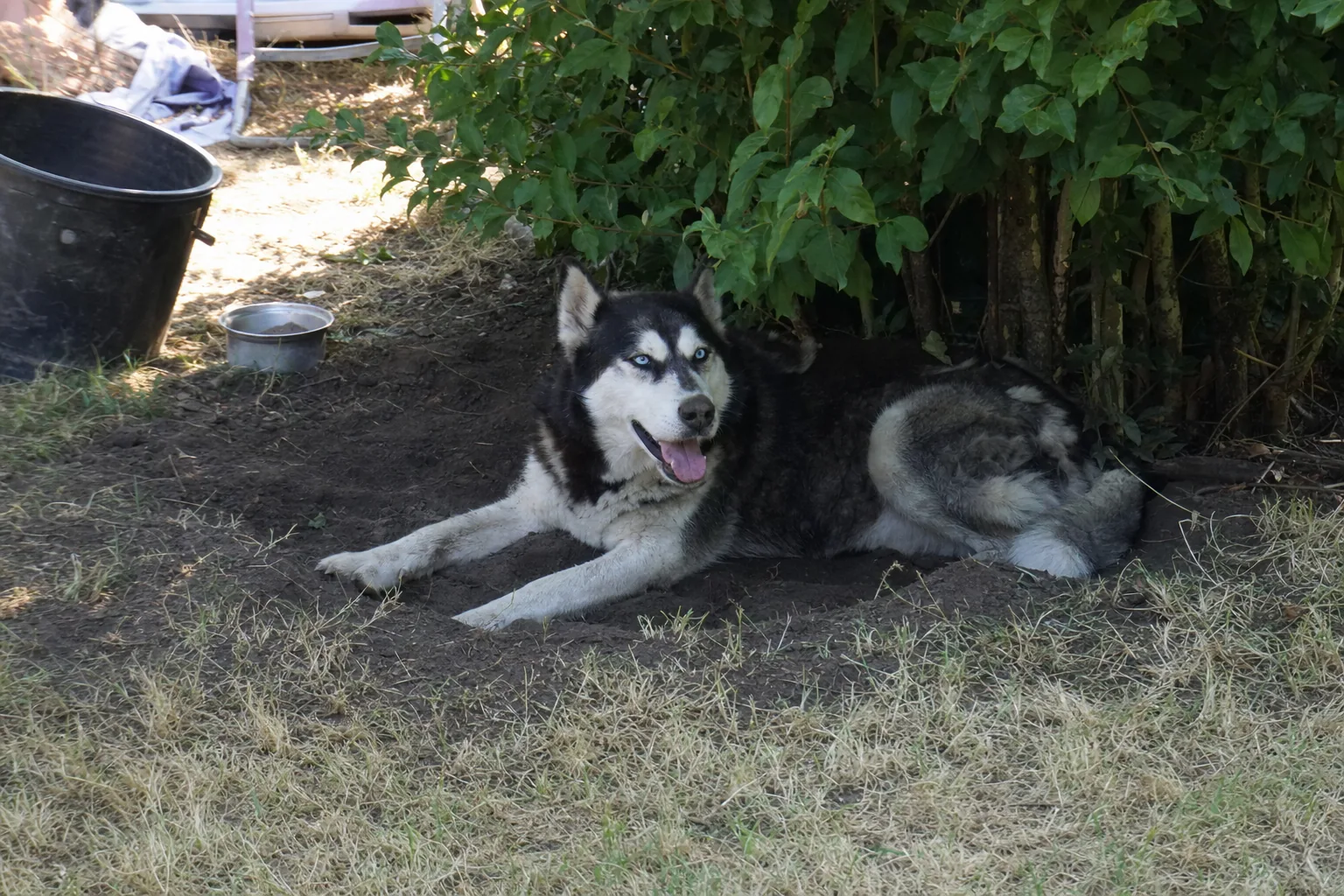 Husky sibérien couché dans un trou de terre fraîche à l’ombre d’une haie de jardin en été