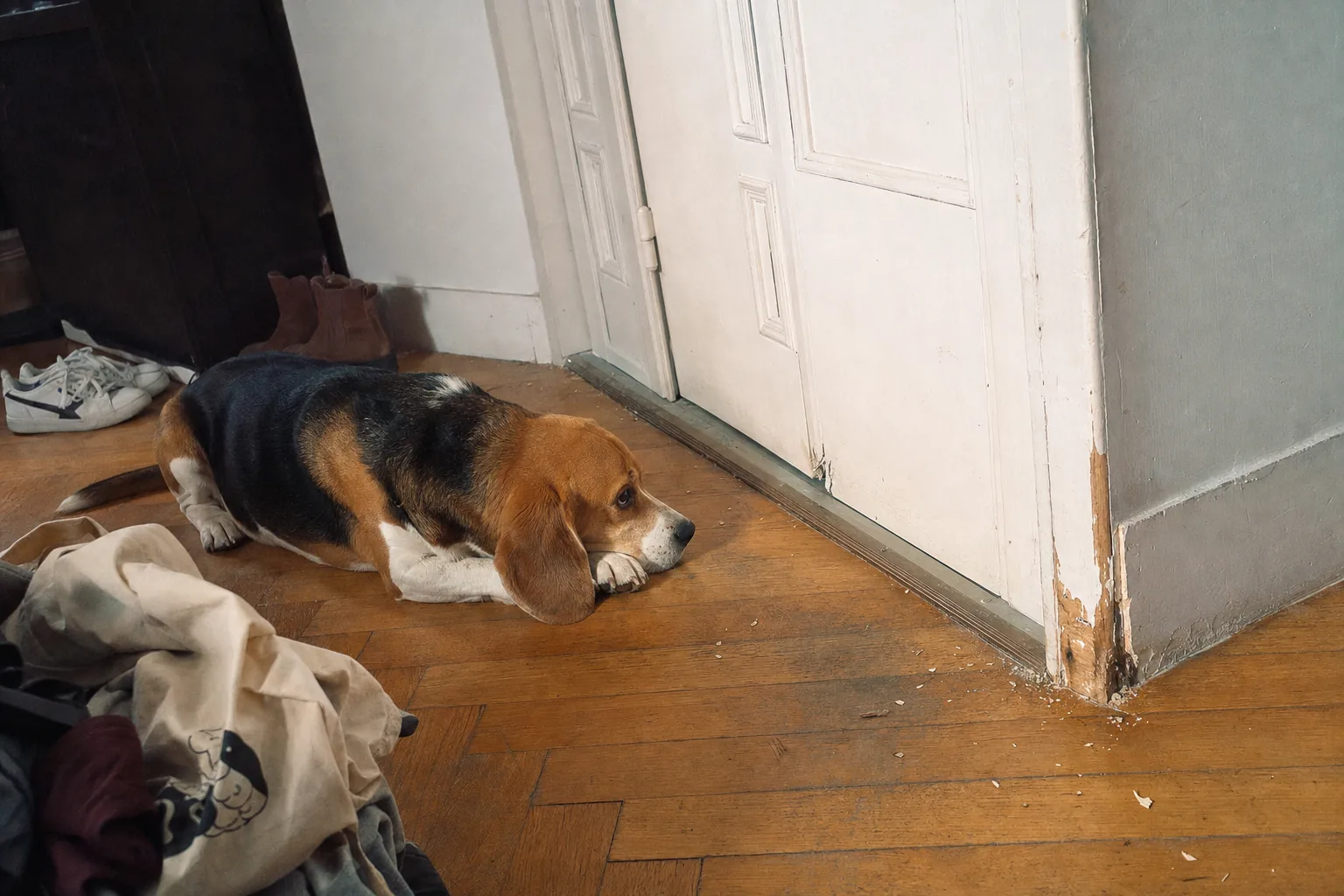 Beagle couché devant la porte d’entrée fermée, bas du chambranle rongé et éclats de peinture sur le parquet