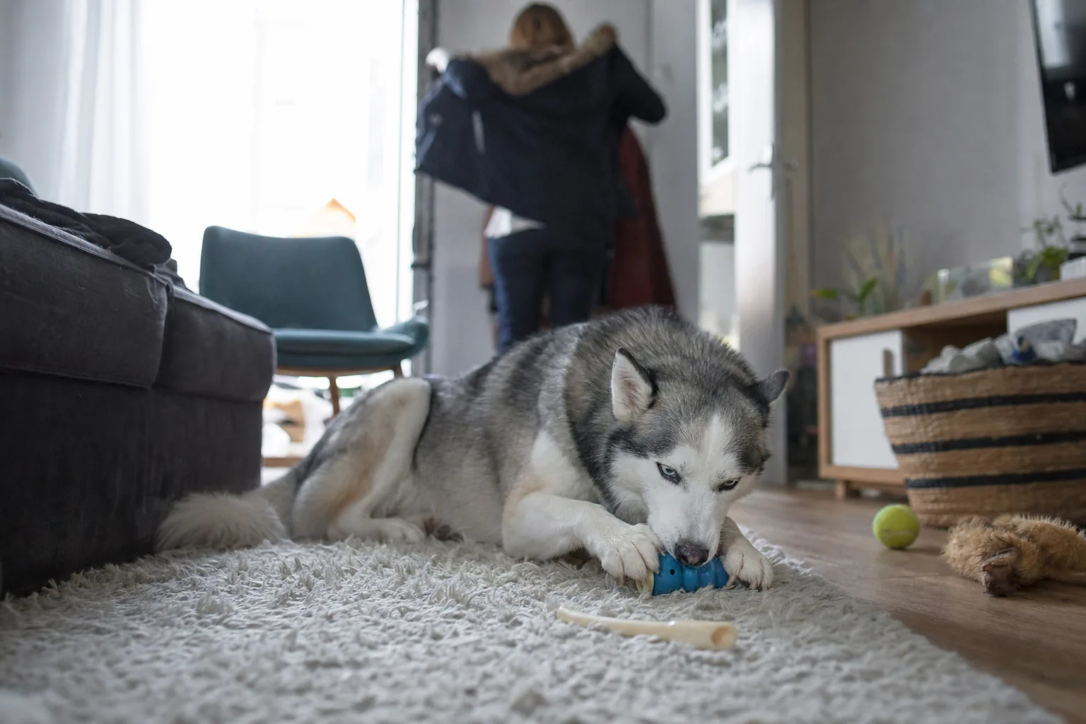 Husky allongé sur un tapis qui mâche un jouet distributeur pendant que sa maîtresse enfile son manteau avant de partir