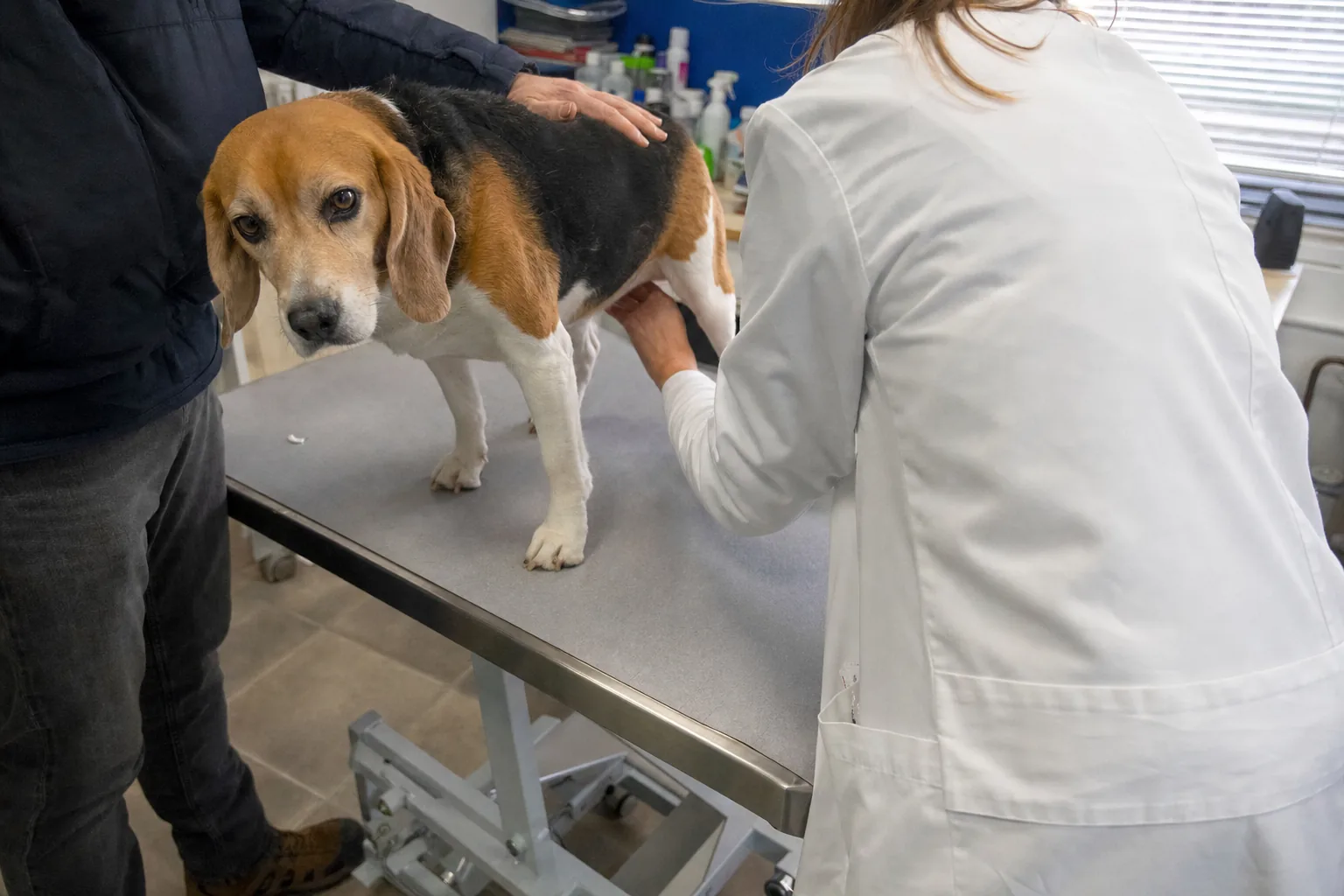 Beagle debout sur une table d’examen pendant qu’une vétérinaire vue de dos lui palpe le ventre