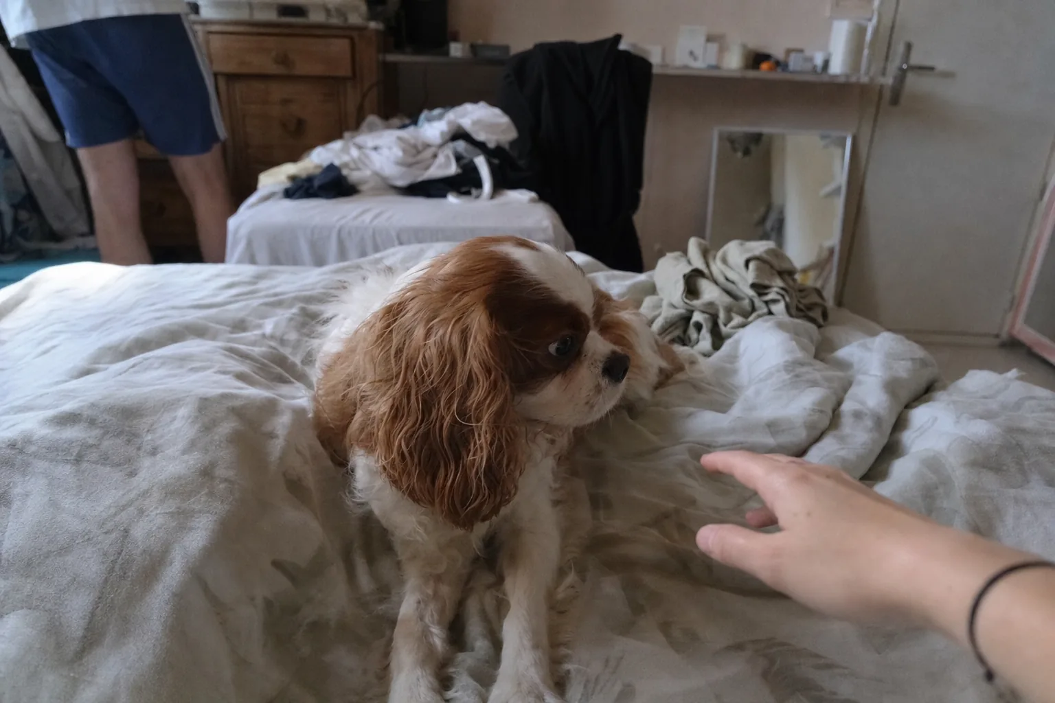 Cavalier king charles assis sur un lit défait, regard en coin vers une main qui s’approche