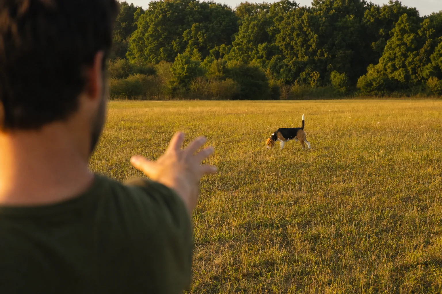 Beagle nez au sol au milieu d’une prairie, ignorant son maître qui l’appelle bras tendu au premier plan