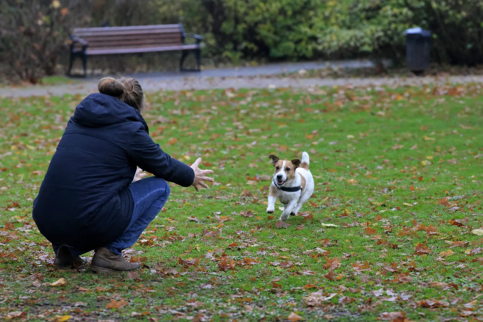 Jack russell qui court vers sa maîtresse accroupie, vue de dos, sur la pelouse d’un parc en automne