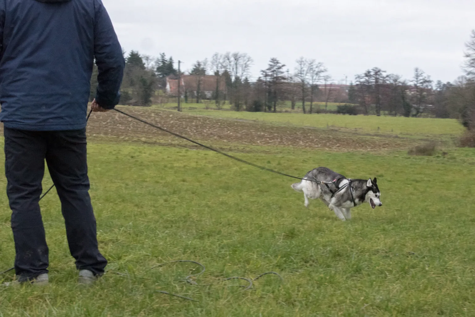 Husky sibérien en harnais relié à une longe dans un champ fauché, maître vu de dos qui tient la longe