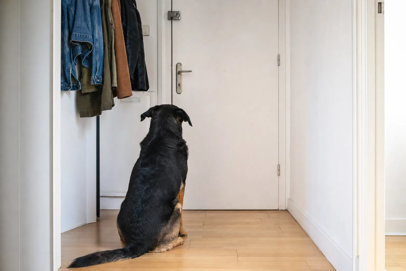 Chien noir et feu assis de dos dans une entrée, face à la porte fermée