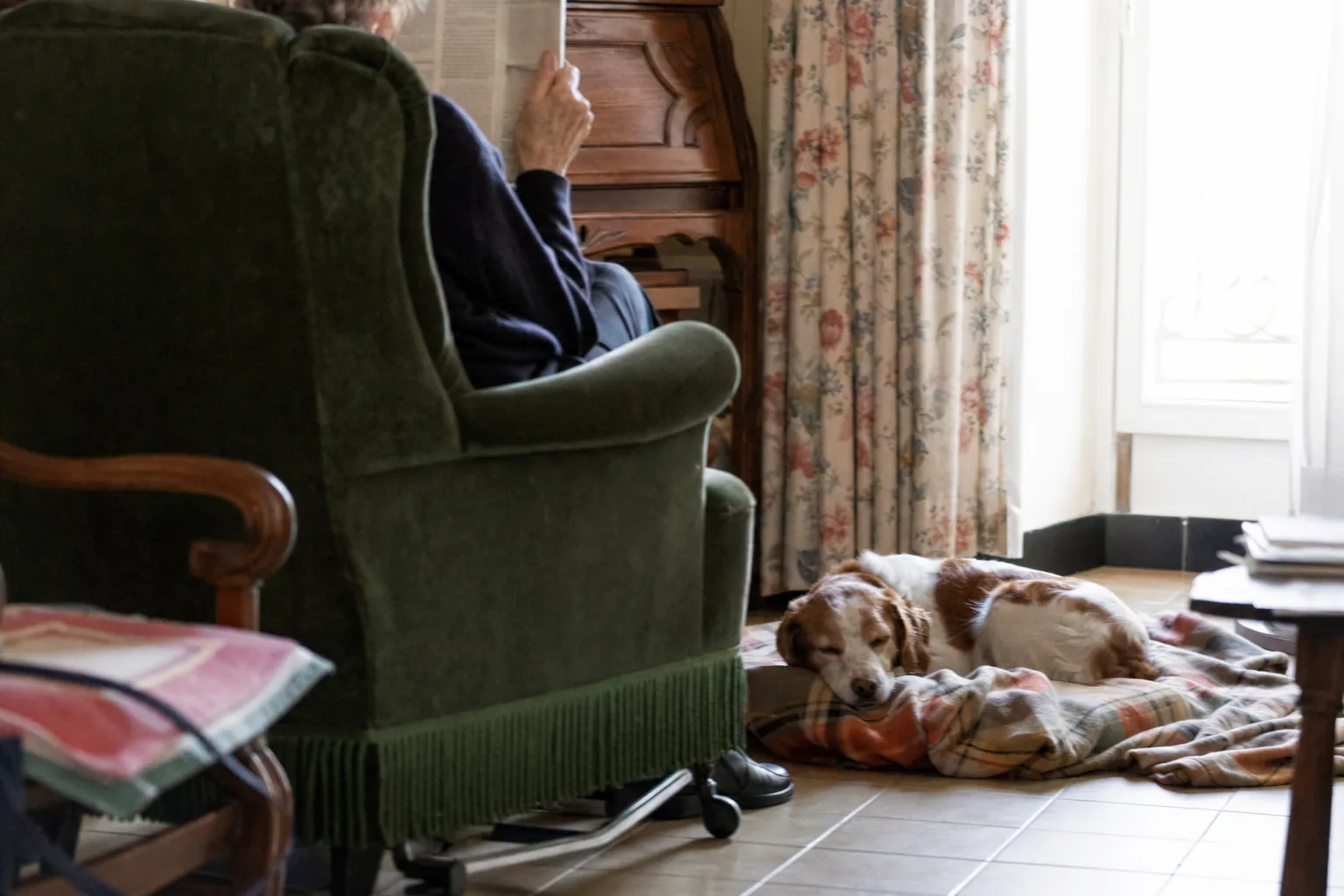 Épagneul breton endormi sur un plaid aux pieds d’une personne âgée vue de dos dans son fauteuil