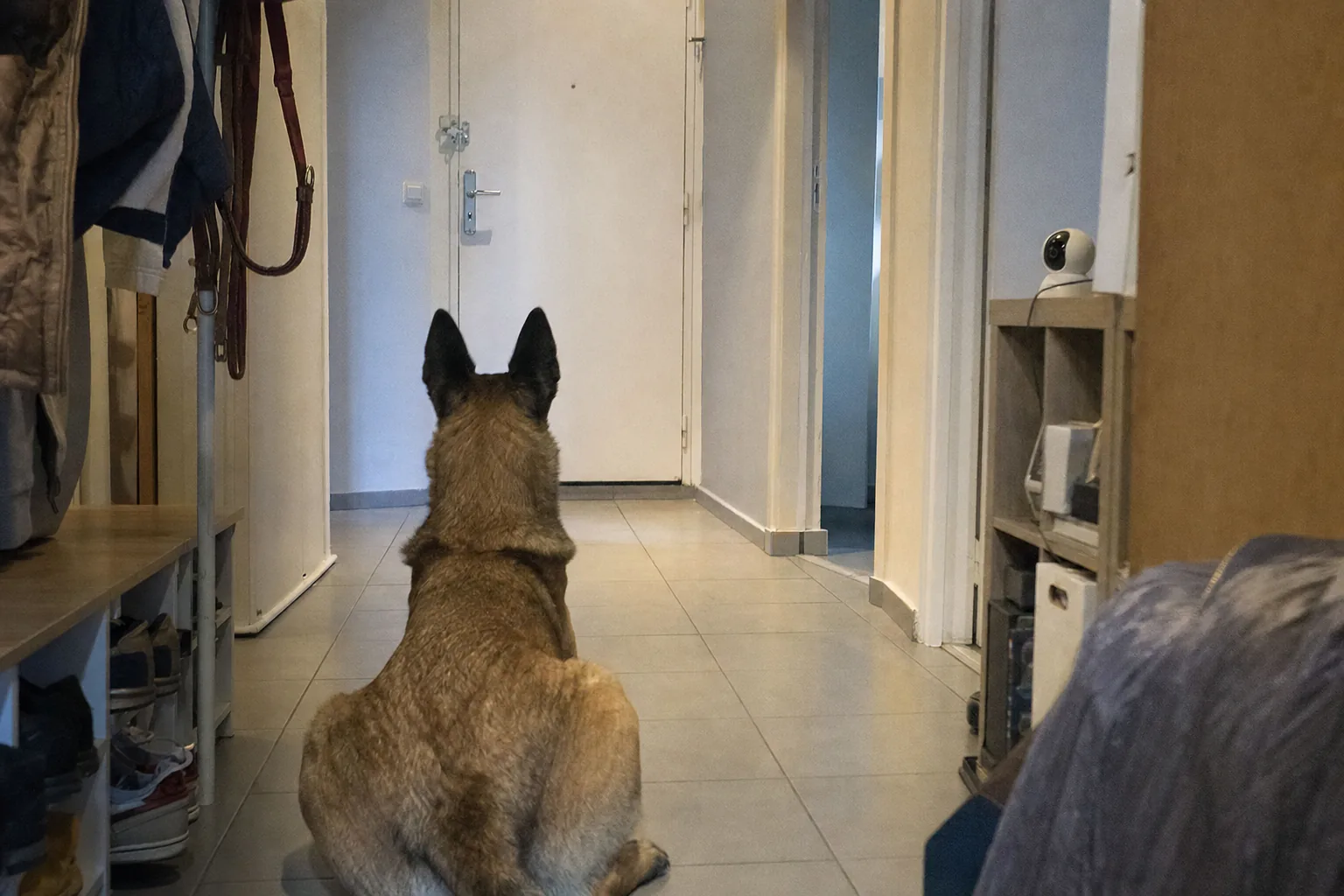 Berger belge malinois allongé face à la porte d’entrée fermée, une petite caméra posée sur une étagère