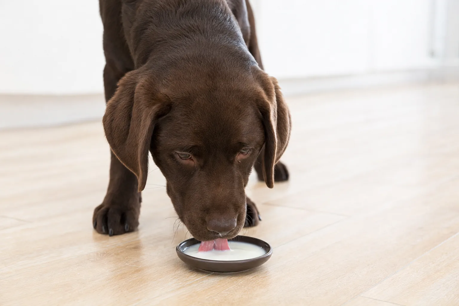 Jeune labrador chocolat lapant un peu de lait dans une petite soucoupe sur un sol de cuisine