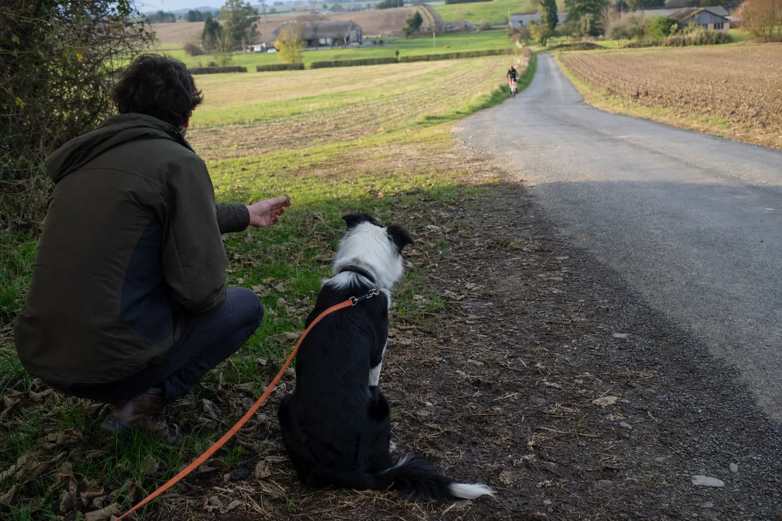 Border collie assis en longe au bord d’un champ, un cycliste minuscule au loin sur la route, maître accroupi de dos