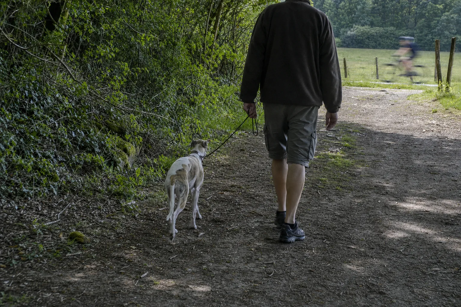 Whippet en laisse détendue sur un chemin de terre, un vélo flou passe au loin