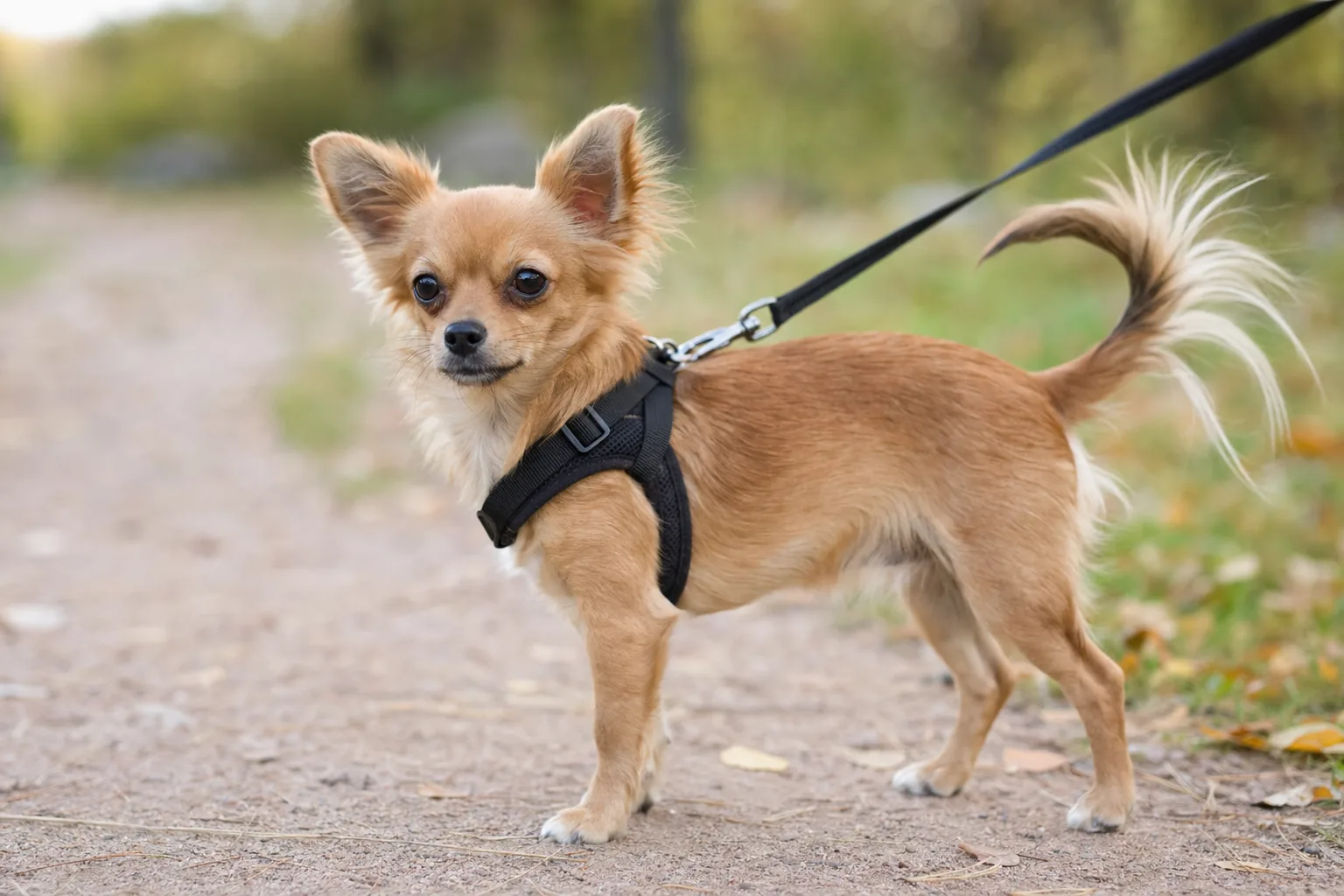 Petit chien en harnais lors d'une promenade