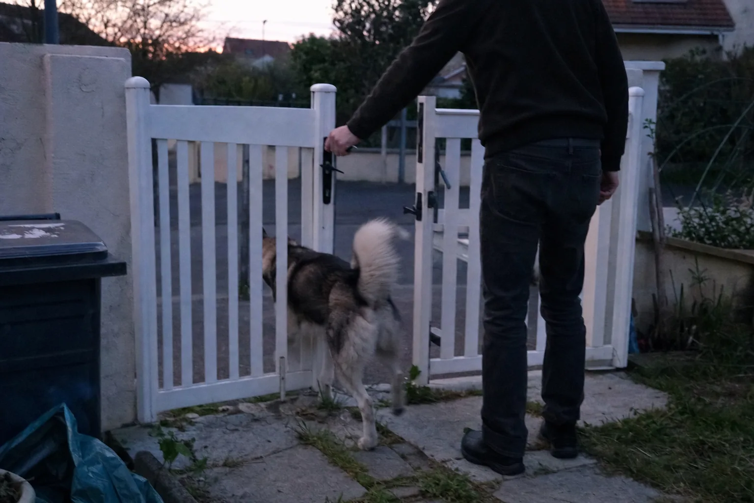Husky sibérien qui franchit le portail ouvert d’un pavillon au crépuscule, maître vu de dos